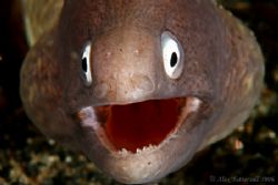 Last one of the year... this happy eel wishes all of you ... by Alex Tattersall 